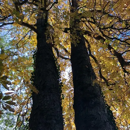 Gasthuis La Tour Blanche 4*