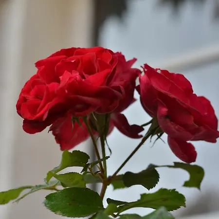 La Tour Blanche 4* Forest-Montiers