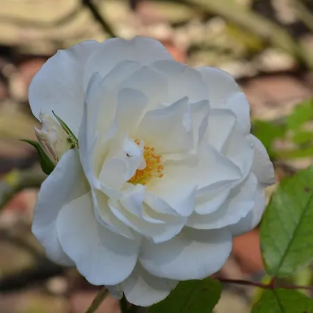 La Tour Blanche