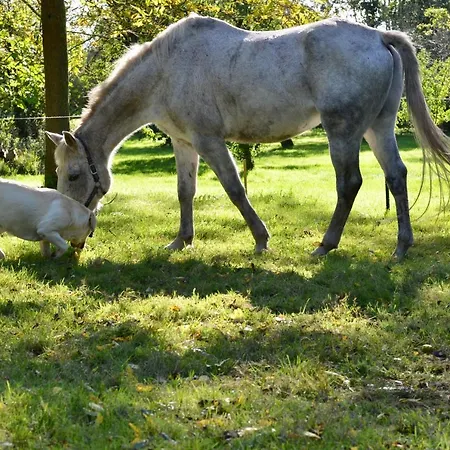 La Tour Blanche Maison d'hôtes Forest-Montiers