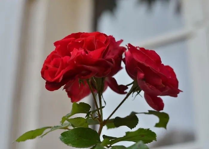 La Tour Blanche 4* Forest-Montiers