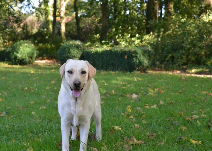 La Tour Blanche Guest house 4*